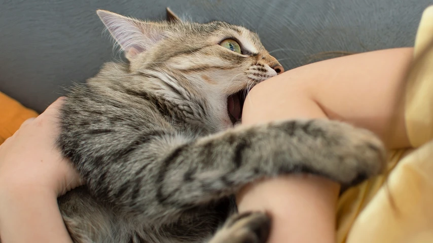 Cat playing and biting childs arm