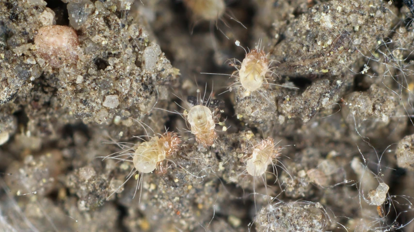 Dust mites shown through magnification